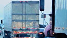 Viabilità urbana per camion: tutto quello che bisogna sapere